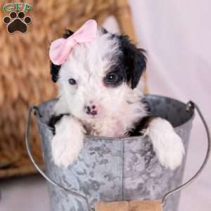 Kim, Mini Bernedoodle Puppy